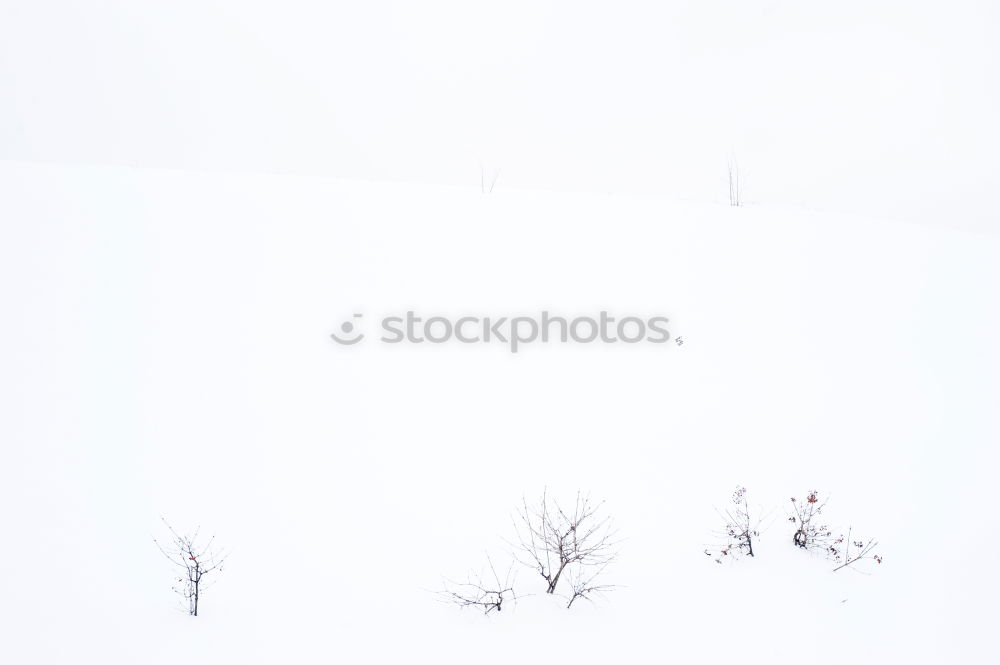 Similar – Image, Stock Photo snow blind Environment