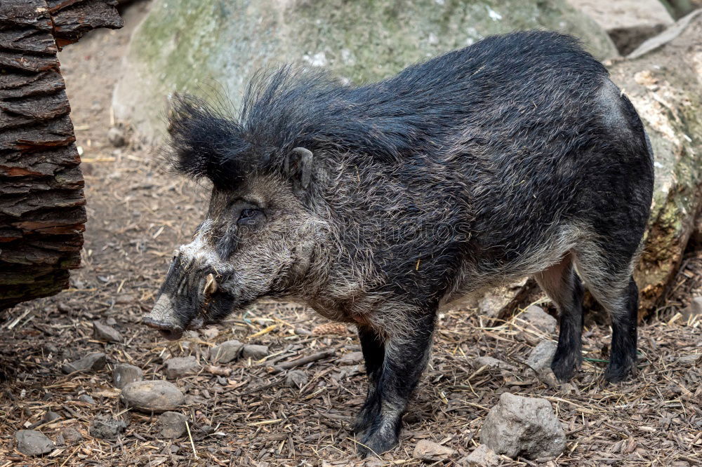 Similar – Image, Stock Photo huge wild boar coming towards the camera