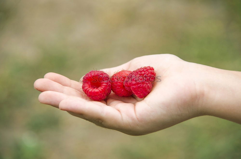 Similar – Image, Stock Photo fresh blueberry harvest