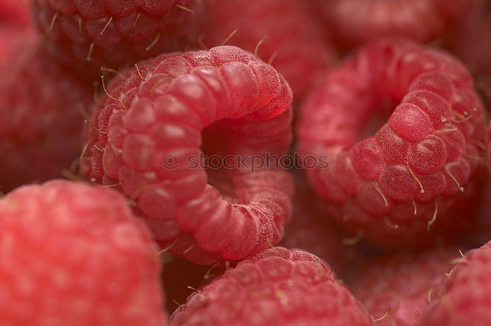 Similar – Image, Stock Photo Frozen red raspberries