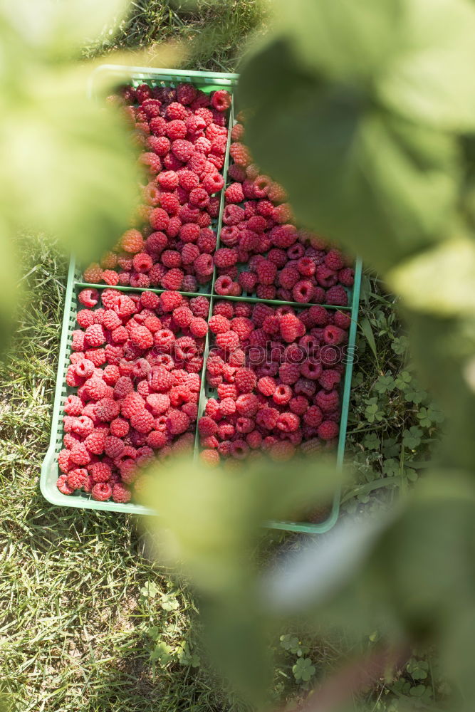 Similar – Picked tomatoes in crates