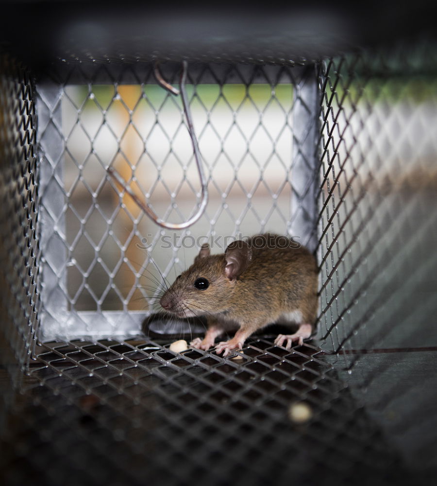 Similar – Small field mouse