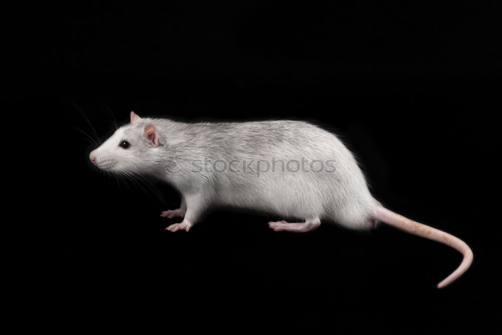 Similar – Image, Stock Photo cable mouse Mouse Animal