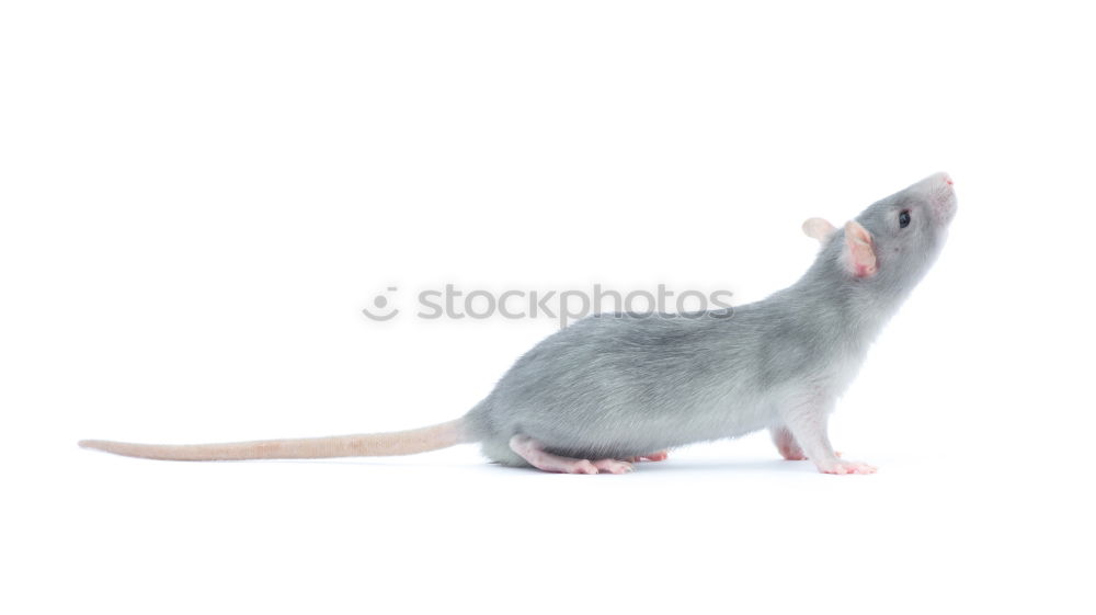 Similar – mouse and hand Hand