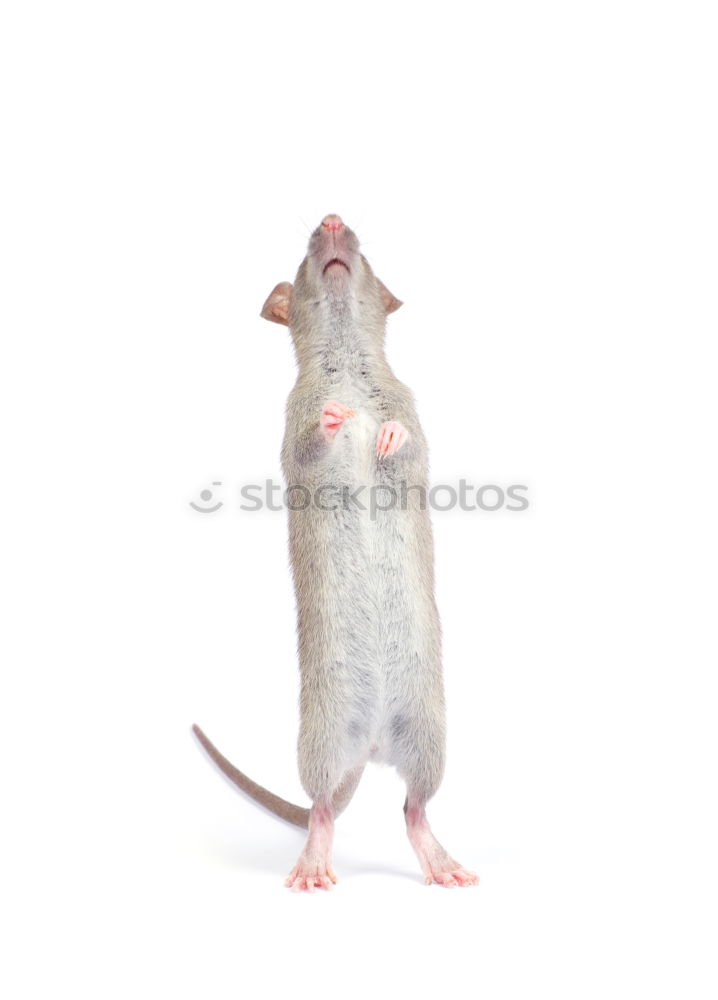 Similar – Image, Stock Photo cable mouse Mouse Animal