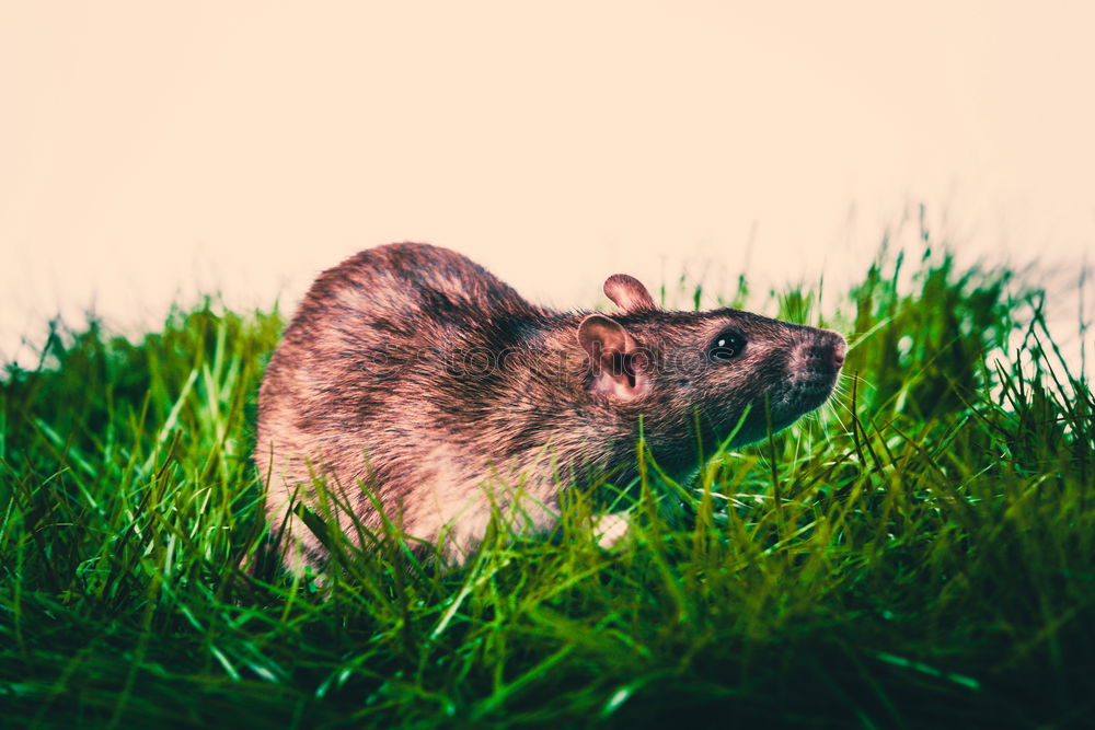 Similar – Image, Stock Photo mouse Environment Nature