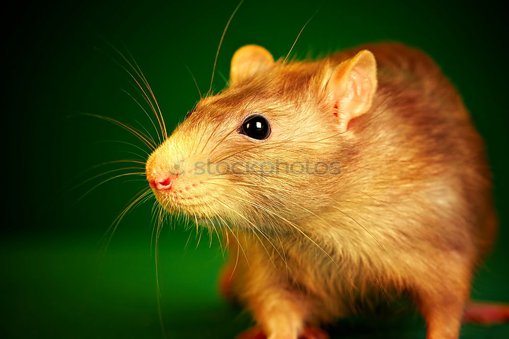 Similar – Mus Minutoides Pet Mouse