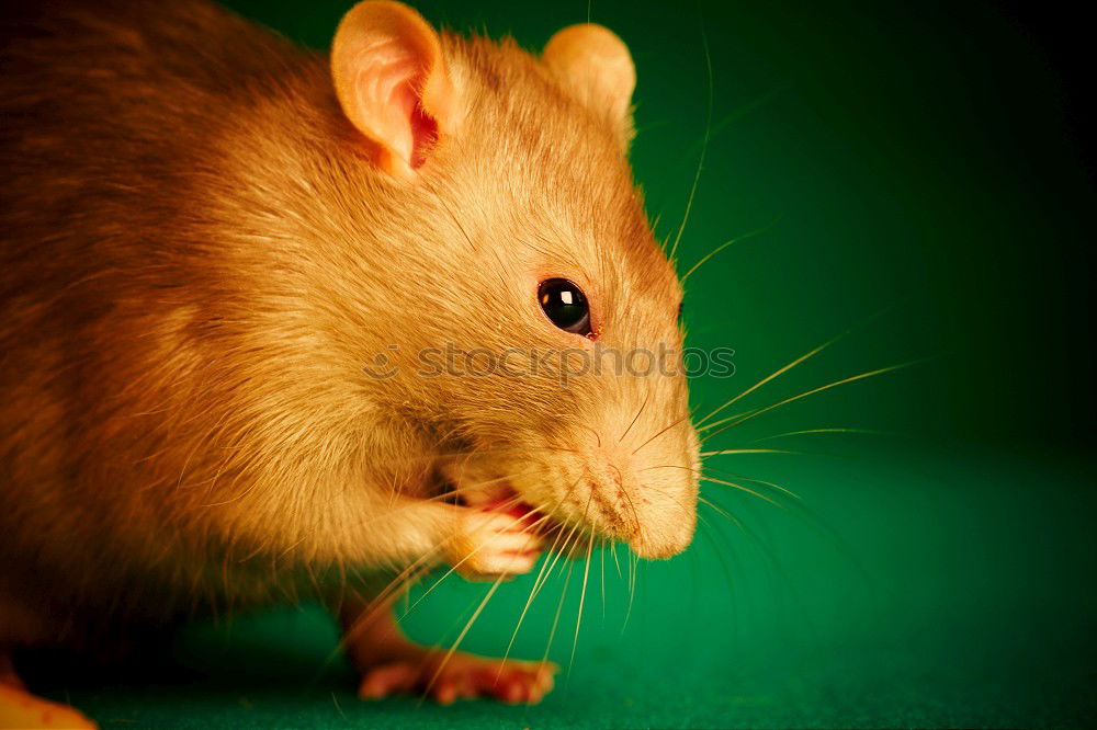 Similar – Mus Minutoides Pet Mouse