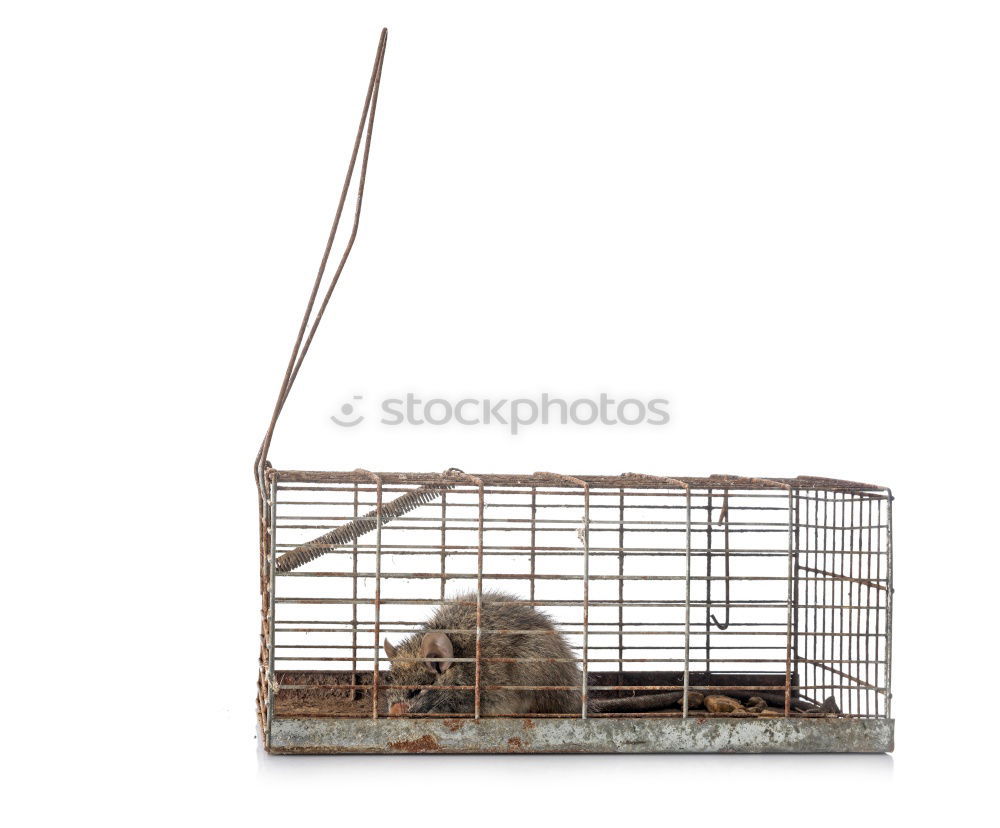 Similar – Image, Stock Photo mouse hotel Sausage Nature