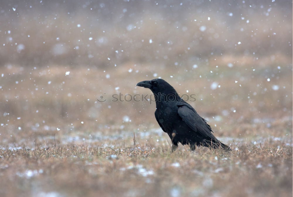 Similar – Amsel II. Environment