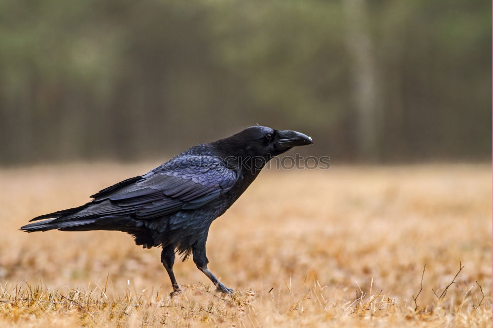 Image, Stock Photo crow Environment Nature