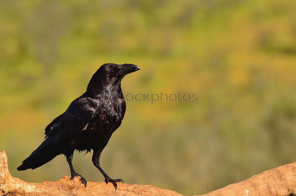 Similar – Image, Stock Photo Brigh black plumage of a crow