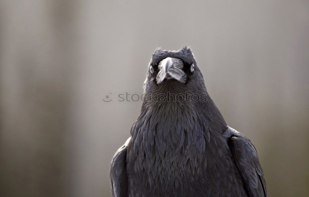 Similar – jackdaw Animal Jackdaw