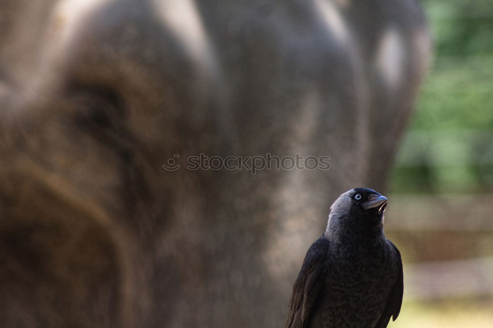 Similar – Foto Bild Eselsschnauze Natur Erde