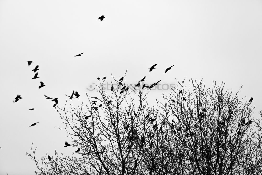 Similar – Vögelbaum Rabenvögel Baum