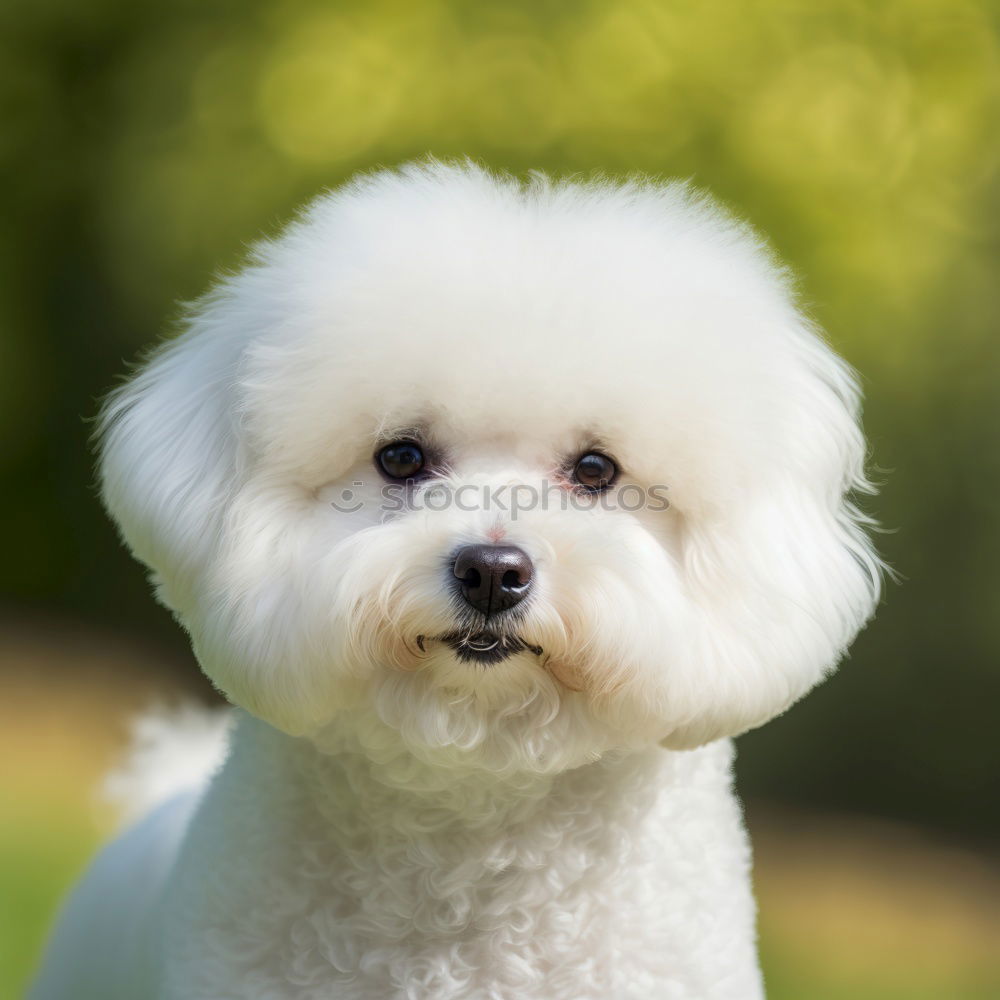 Similar – Adorable Malteser Hund in der Nähe von Ernte Friseur mit Schere im Salon