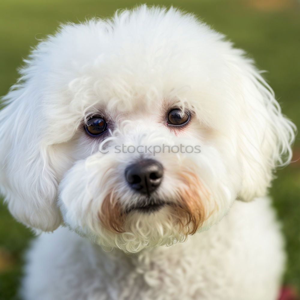 Similar – Image, Stock Photo Dog 3 Animal Pet