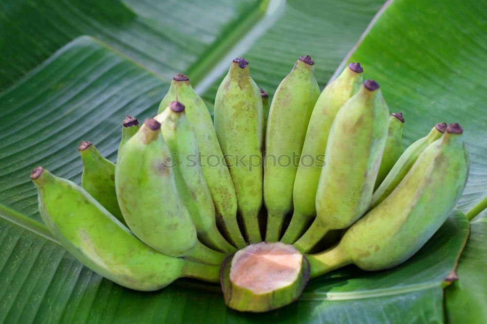 Similar – banana Banana Bushes Green