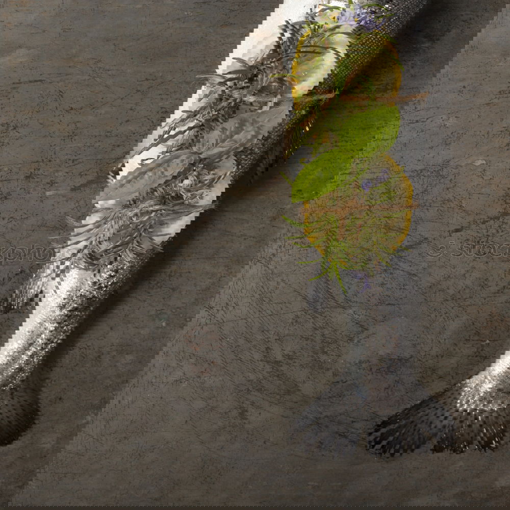 Similar – Image, Stock Photo Fresh smelt fish on the kitchen board