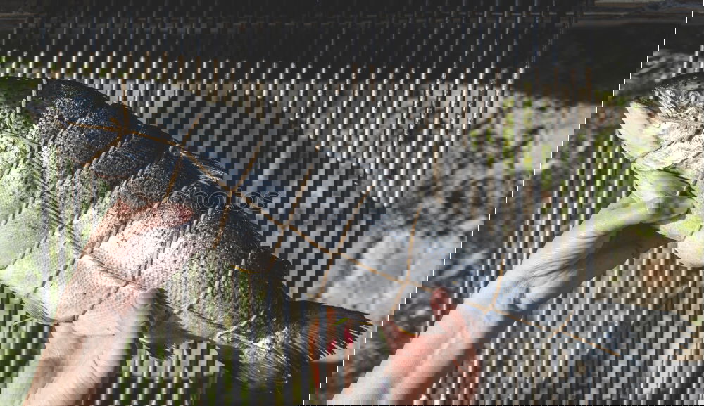 Similar – Foto Bild Es gibt Fisch, Baby!