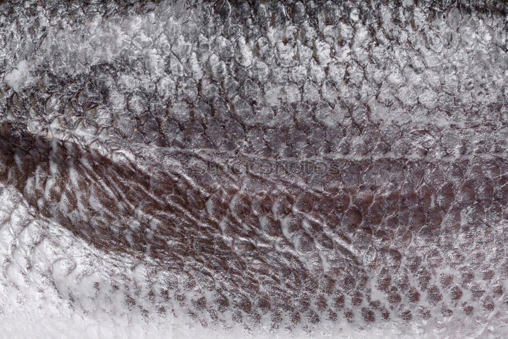 Close up of shimmering fish skin