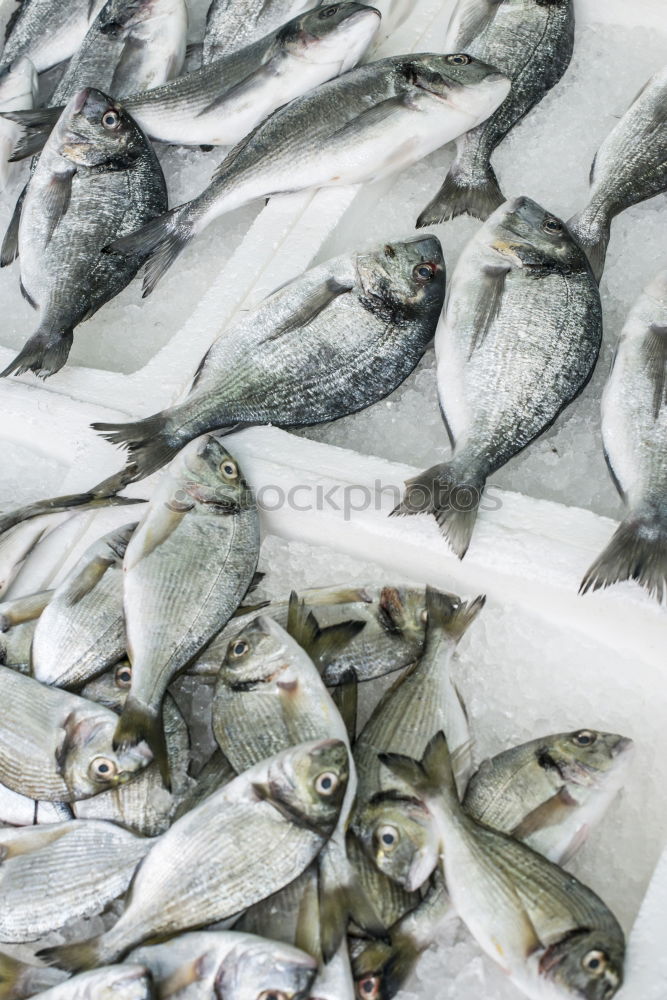 Similar – Three live carp fish in a scales on a kitchen board