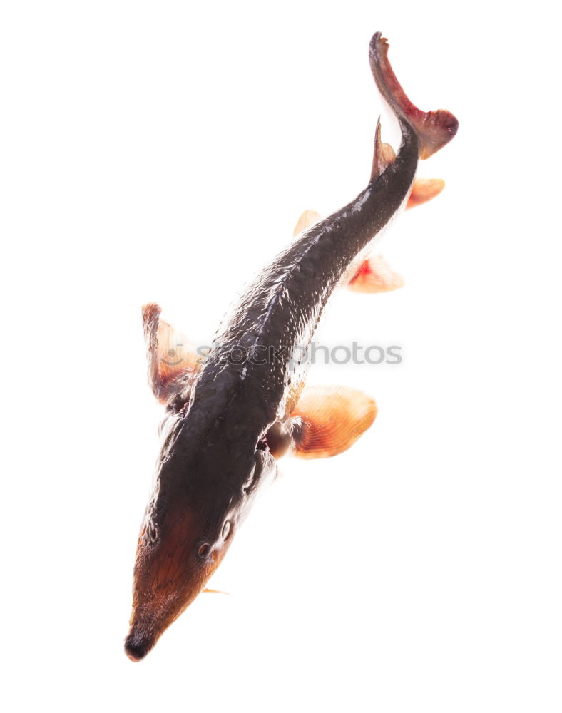 Similar – Zweisam : Tadpoles of the Grass Frog