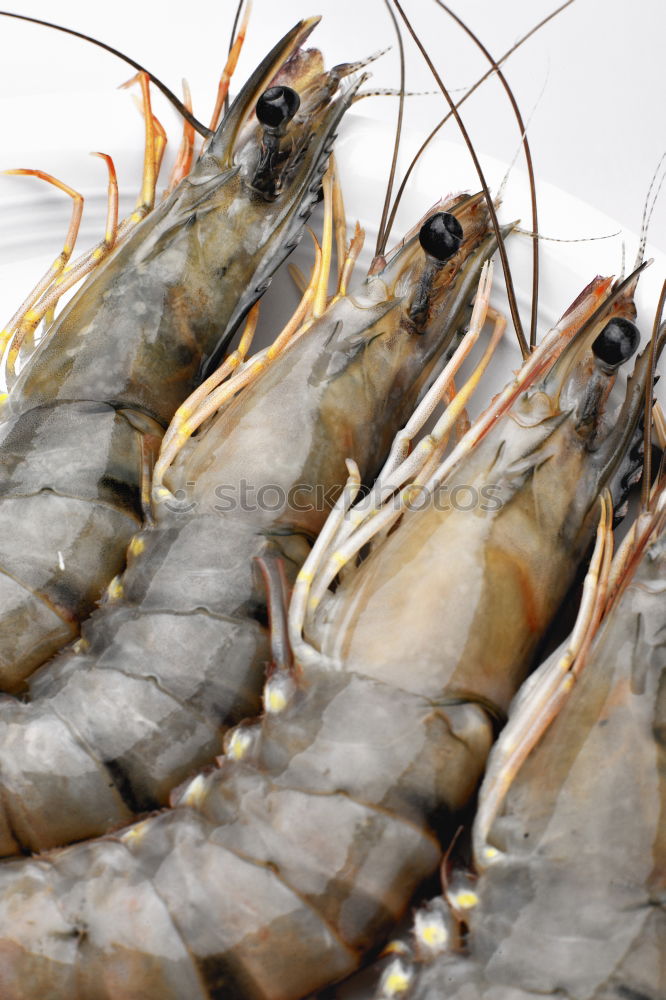 Similar – Mr Krabs? Animal Shrimp