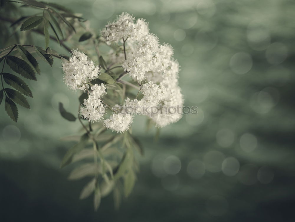 Similar – apple blossom Nature Plant