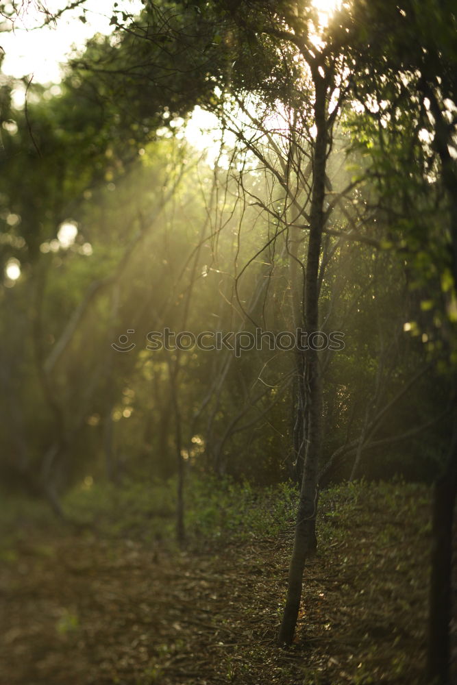 Similar – Image, Stock Photo Bali VII Nature Plant