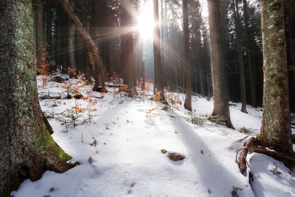 Image, Stock Photo The way Hiking Fitness