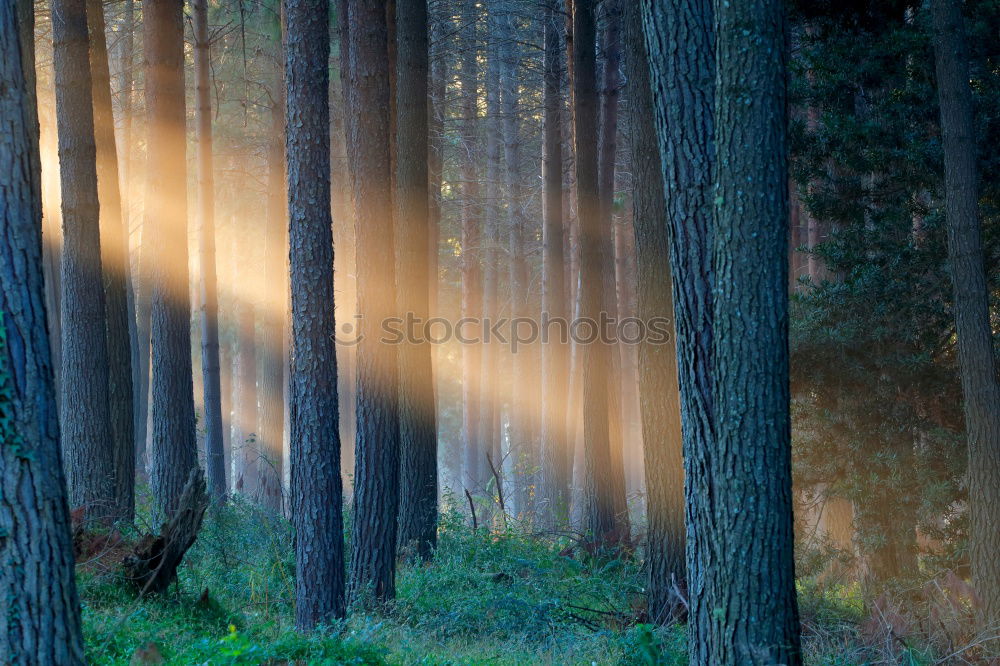 Similar – Image, Stock Photo The forest for the trees …