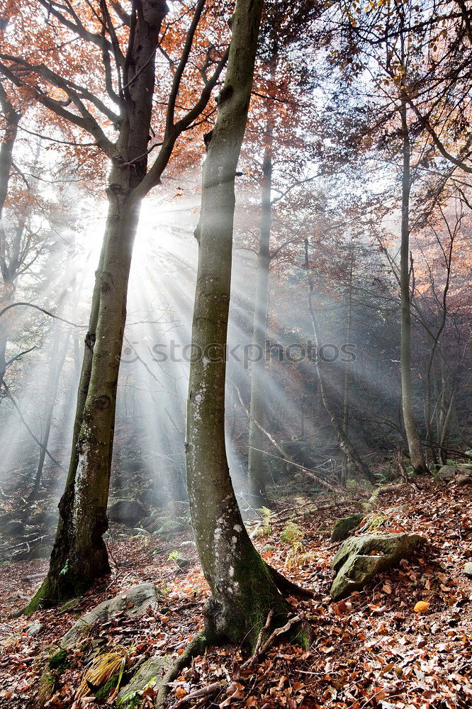 Similar – Autumnal forest with beech trees in the ghost forest