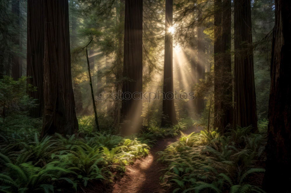 Similar – Image, Stock Photo Man among huge trees and sunlight