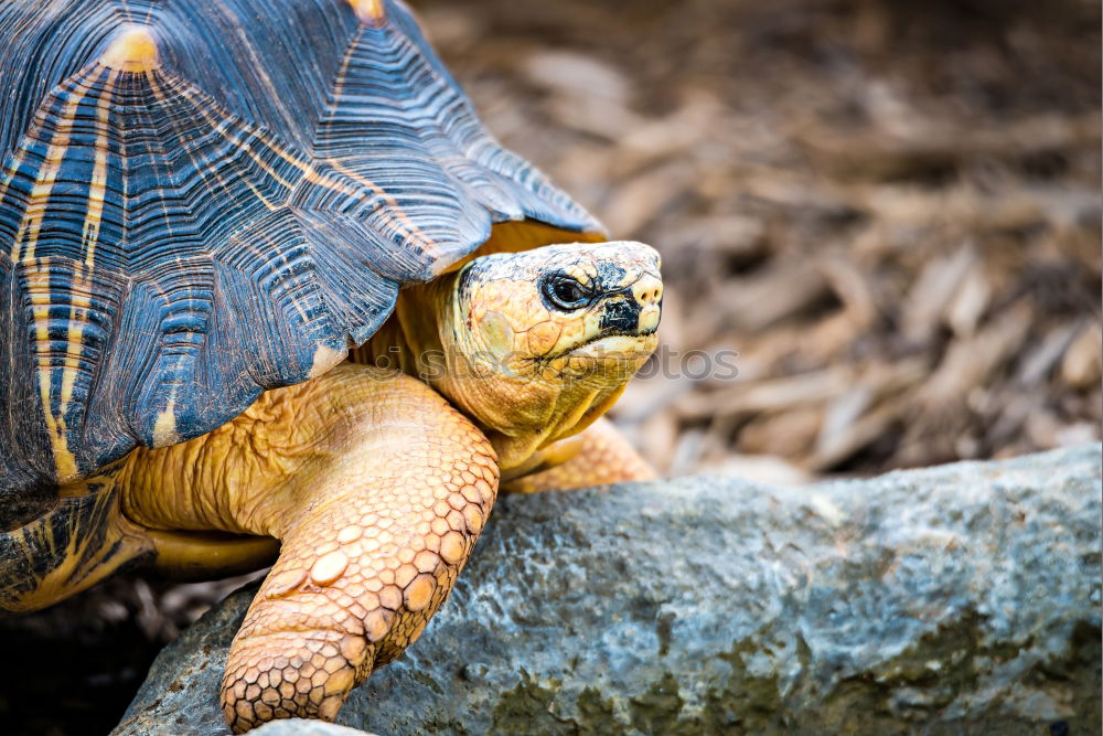 Similar – Image, Stock Photo Big turtle on old wooden desk