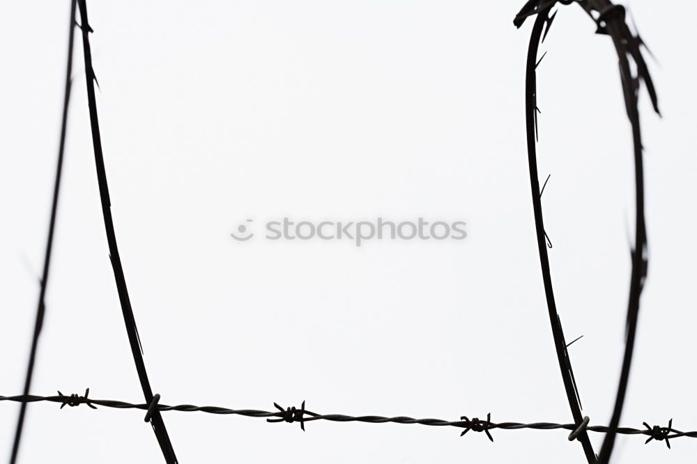 Similar – Image, Stock Photo captive Barbed wire Fence