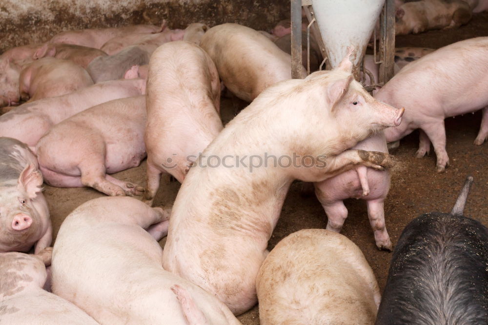 Image, Stock Photo Pigs in the barn Animal