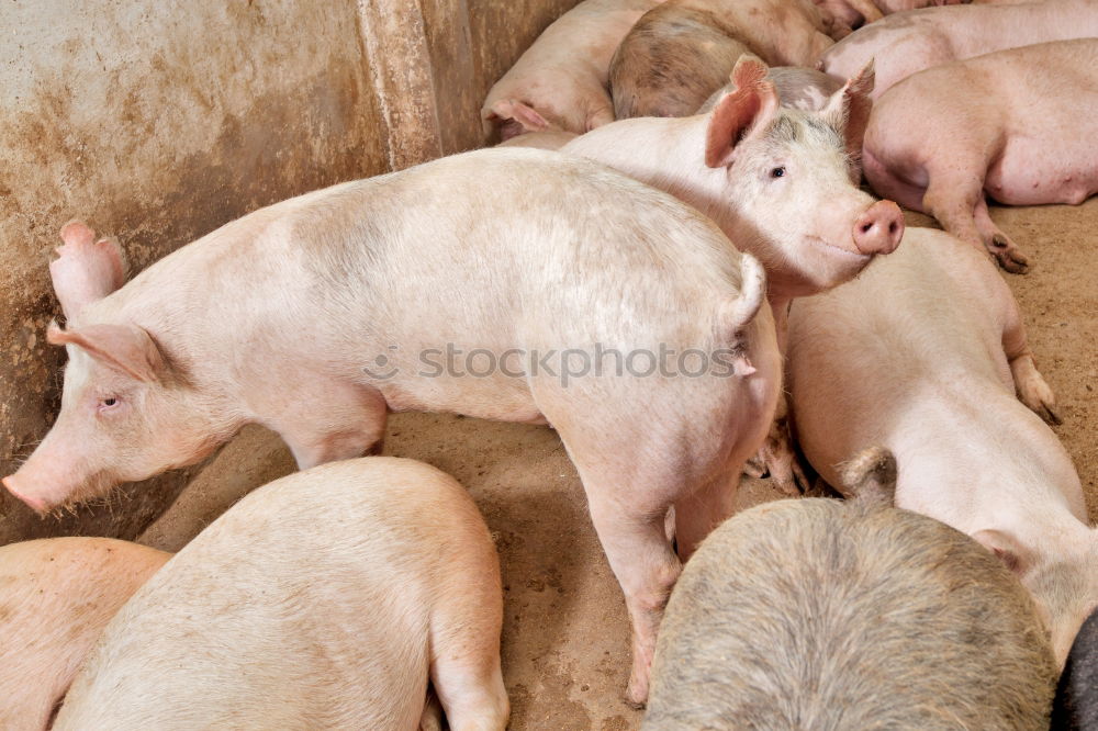 Similar – Image, Stock Photo Pigs in the barn Animal