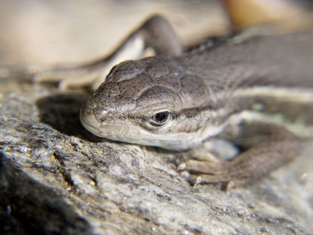 Similar – Hyla arborea Nature Animal