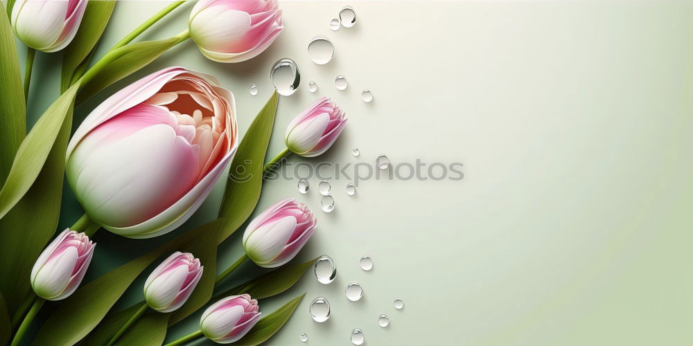 Similar – Image, Stock Photo three poppies 2 Poppy