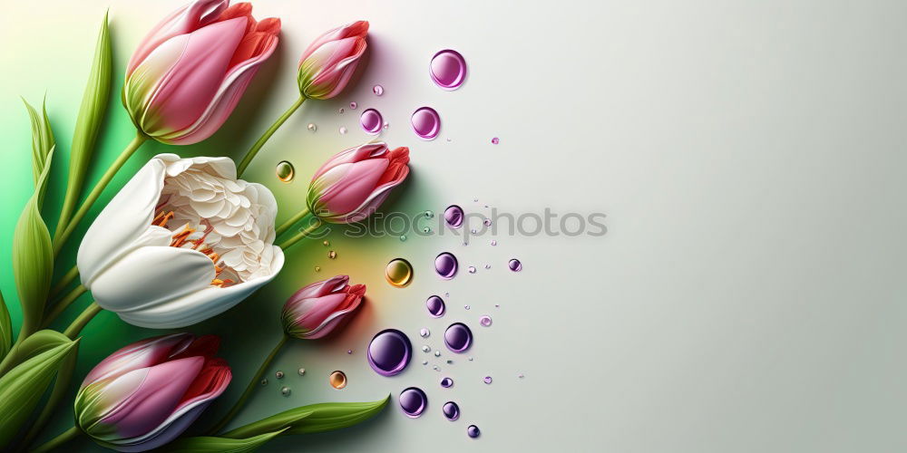 Similar – Wet Pink Tulip Flowers In Vase