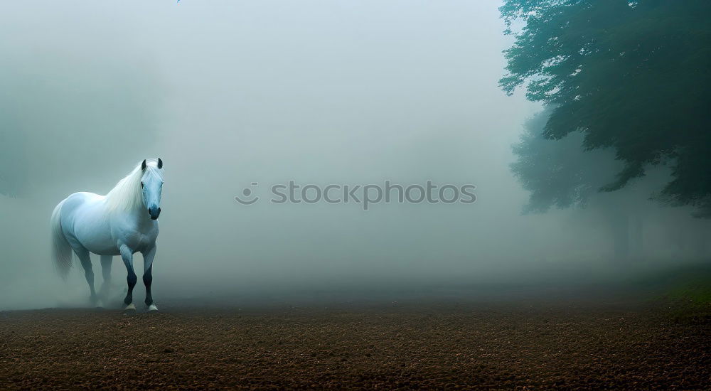 Similar – Image, Stock Photo silhouette Horse Black