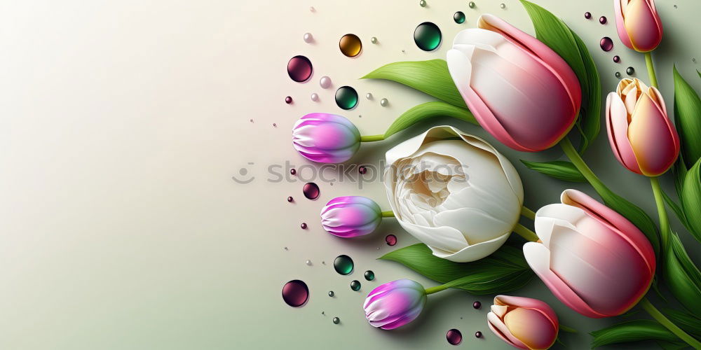 Similar – DUO Tulip Flower Florist