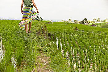 Similar – Stork in salad Feminine