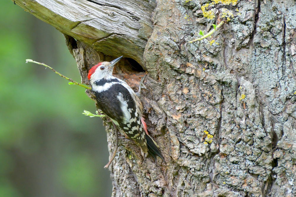 Similar – Little spotted woodpecker looks out of his tree hollow