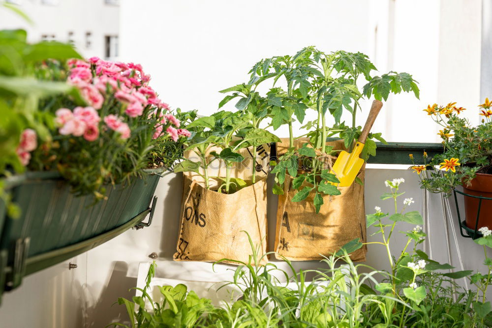 table top gardening