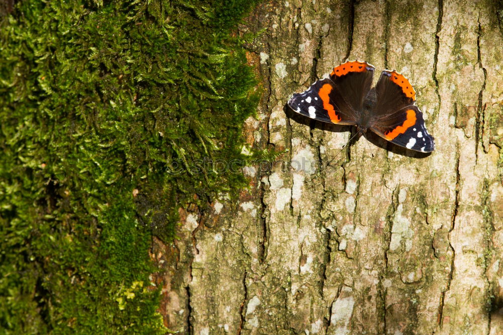 Similar – Peacock Butterfly