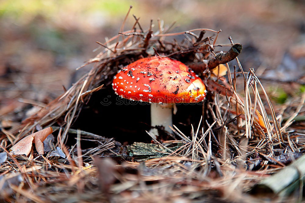 Similar – Image, Stock Photo three toadstools grow side by side on the forest floor under fir branches