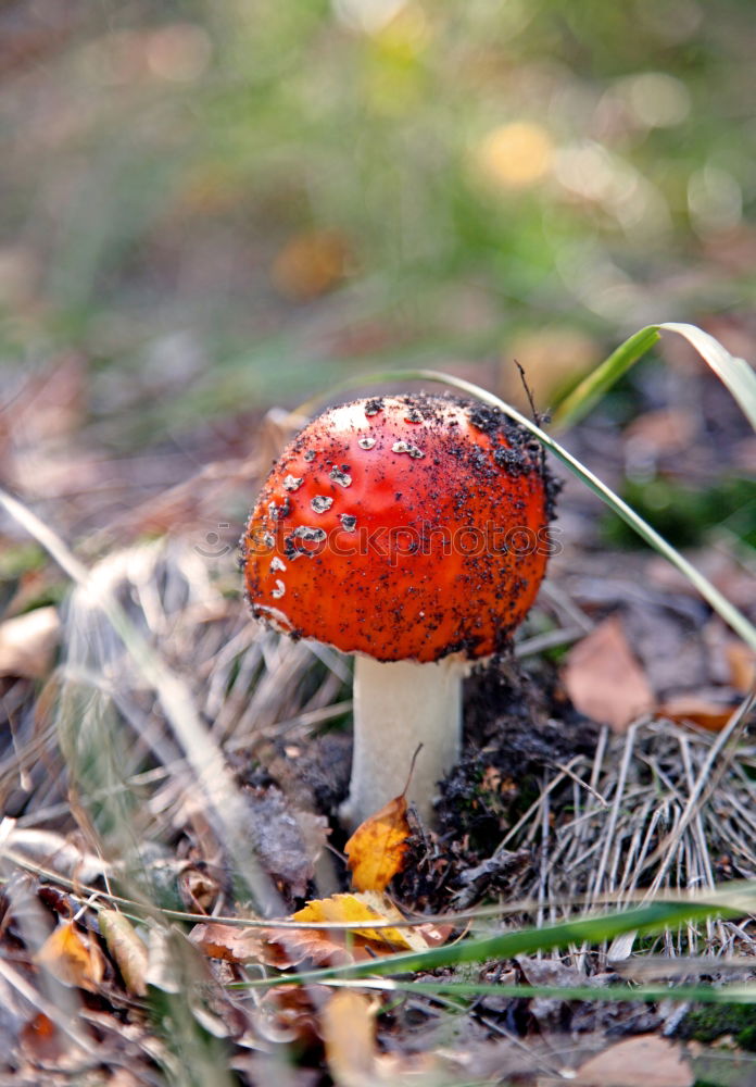 Toadstool hidden in grass