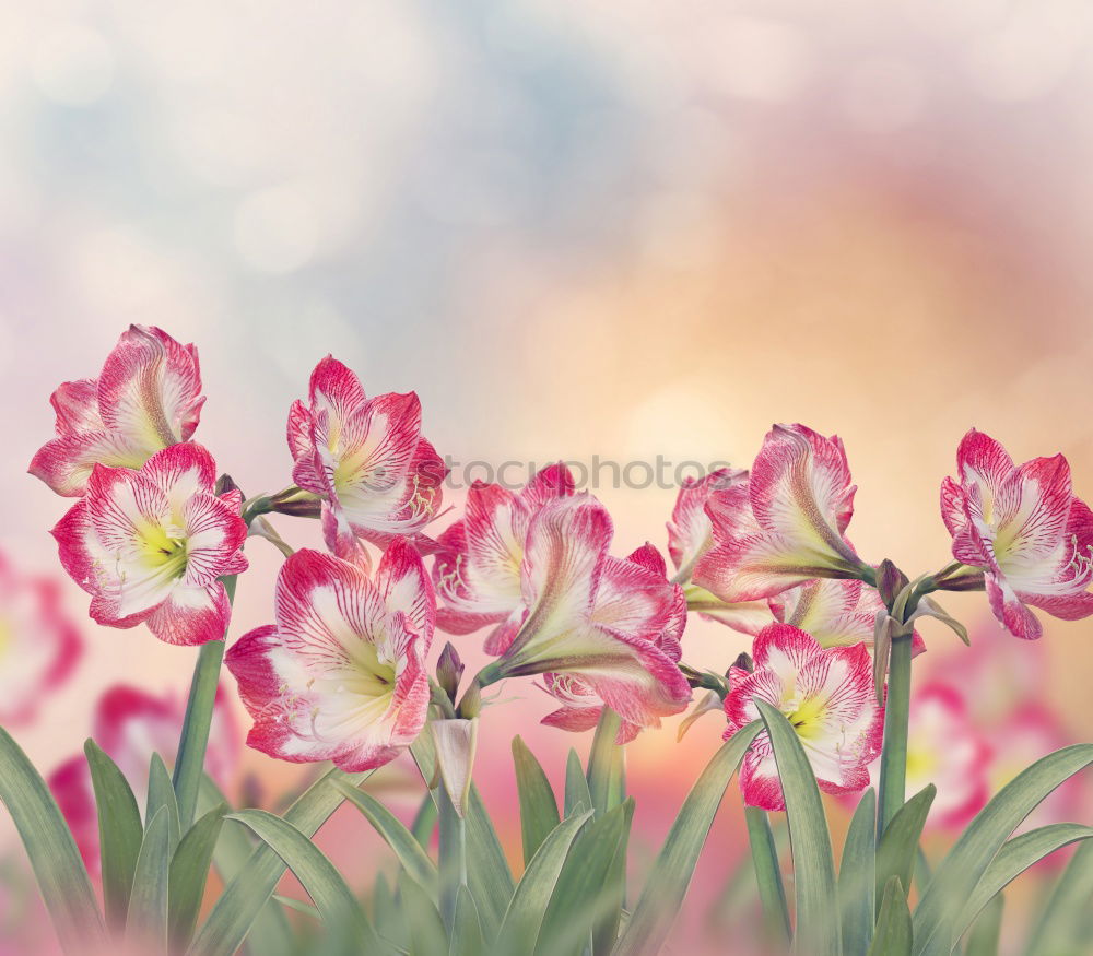 Similar – Image, Stock Photo Tulip greeting for the weekend